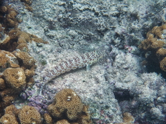 Parapercis millepunctata