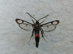 Synanthedon stomoxiformis