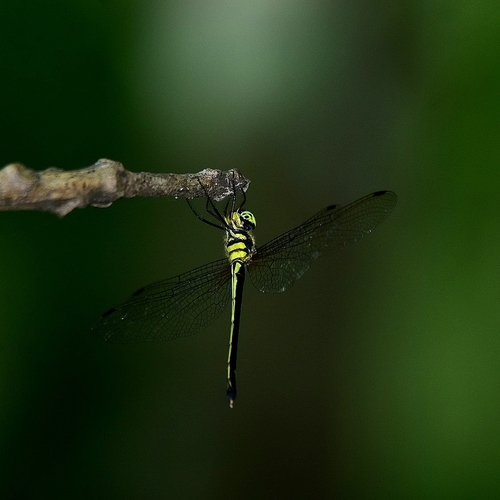 Photo of Dark Daggerhead (Macromidia donaldi)