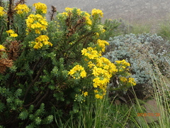 Euryops tysonii