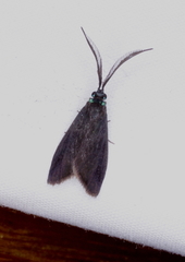 Pollanisus lithopastus