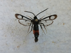 Synanthedon stomoxiformis