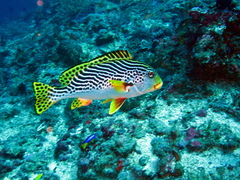 Plectorhinchus lineatus
