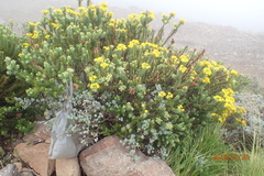Euryops tysonii