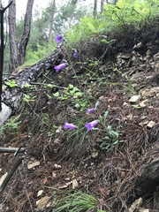 Campanula komarovii