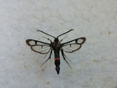 Synanthedon stomoxiformis