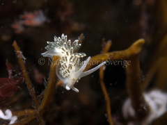 Diaphoreolis viridis