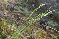 Helictotrichon desertorum