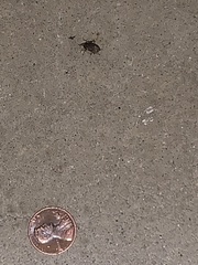 Curculionidae