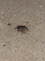 Curculionidae