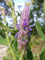Nepeta tuberosa