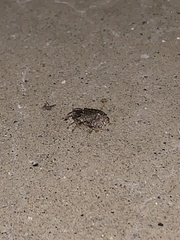 Curculionidae
