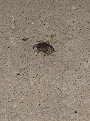Curculionidae