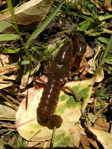 Parastacus pugnax