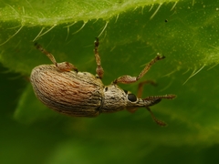Malvapion malvae