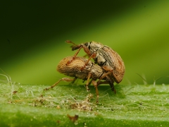 Malvapion malvae