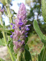 Nepeta tuberosa