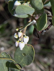 Arctostaphylos viscida pulchella