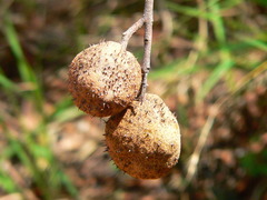 Aesculus glabra arguta
