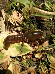 Parastacus pugnax