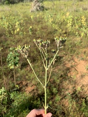Kalanchoe brachyloba