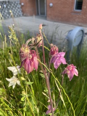 Aquilegia atrata