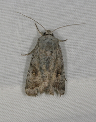 Proteuxoa amaurodes