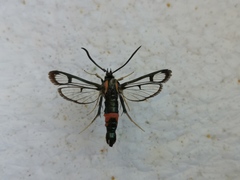 Synanthedon stomoxiformis