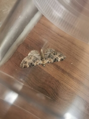 Eupithecia pulchellata