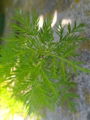 Artemisia annua