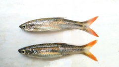 Rasbora tornieri