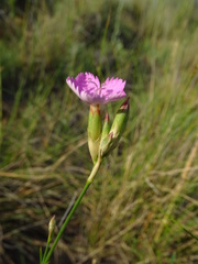 Dianthus polymorphus