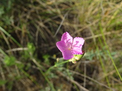 Dianthus polymorphus