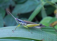 Oxya hyla