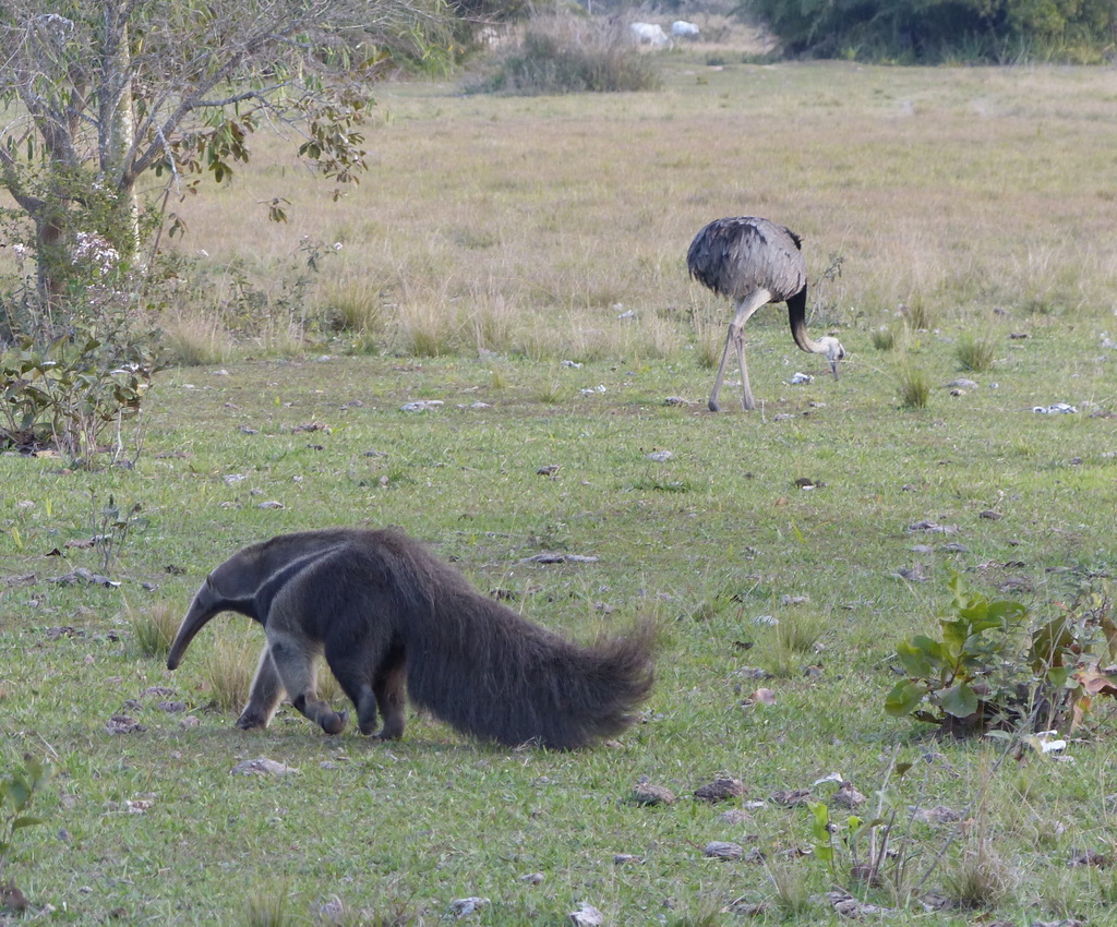 Giant Anteater in July 2019 by matthewlh. Aguape Lodge area. Rhea in ...
