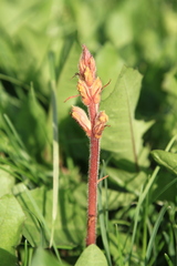 Orobanche owerinii