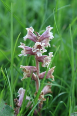 Orobanche owerinii