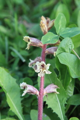Orobanche owerinii