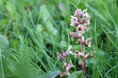 Orobanche owerinii