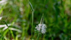Plantago media