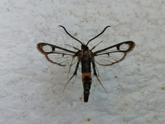 Synanthedon stomoxiformis