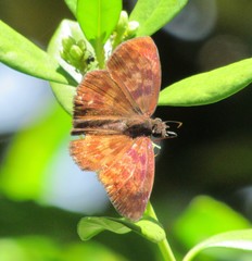 Anastrus sempiternus