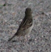Passer domesticus