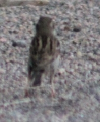 Passer domesticus