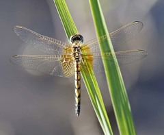 Trithemis monardi