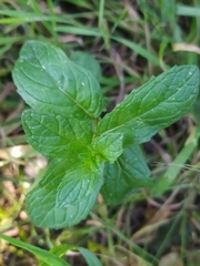 Mentha suaveolens