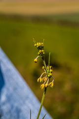 Aspidoglossum gracile