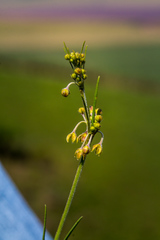 Aspidoglossum gracile