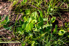 Basananthe sandersonii