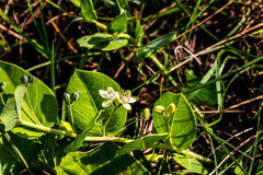 Basananthe sandersonii